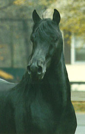 Beam&rsquo;s Nighthawk Morgan stallion sire of award winning Morgan foals